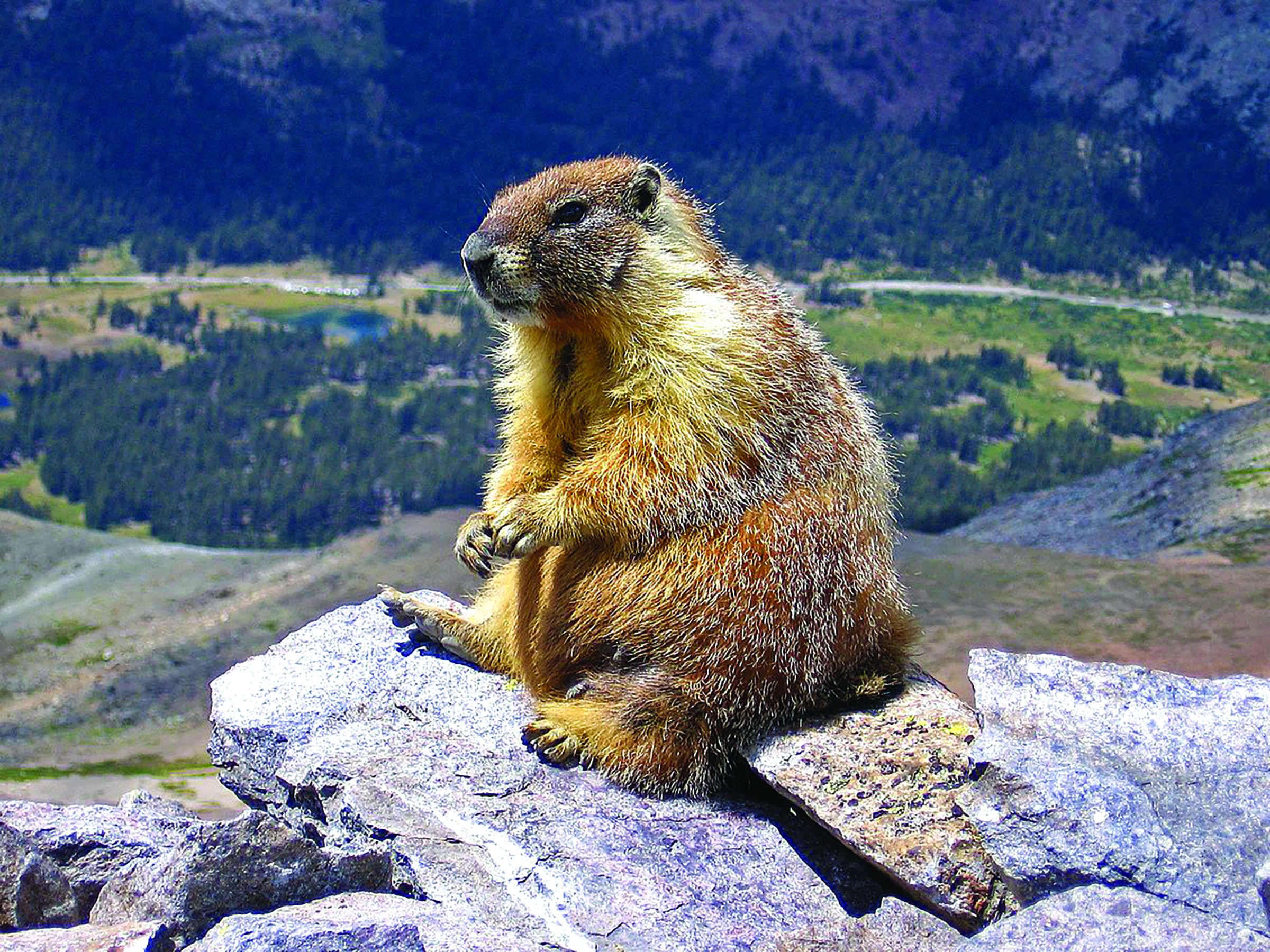 Groundhog on a mountain