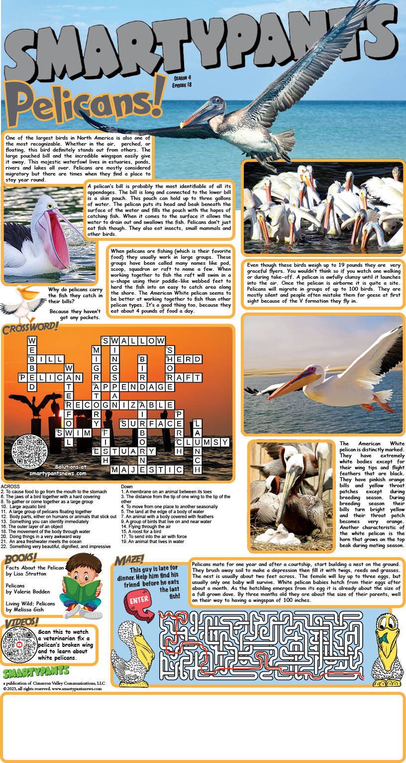 043023 Pelicans Answers