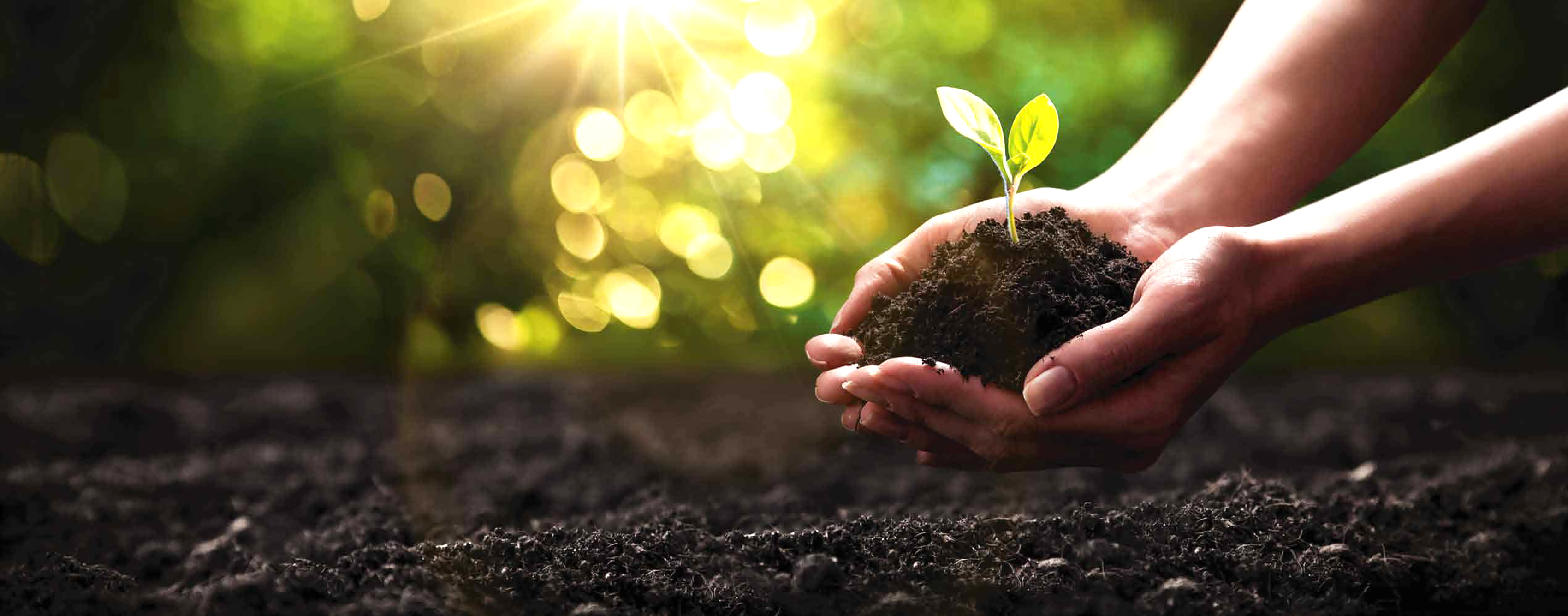 Hands holding a plant