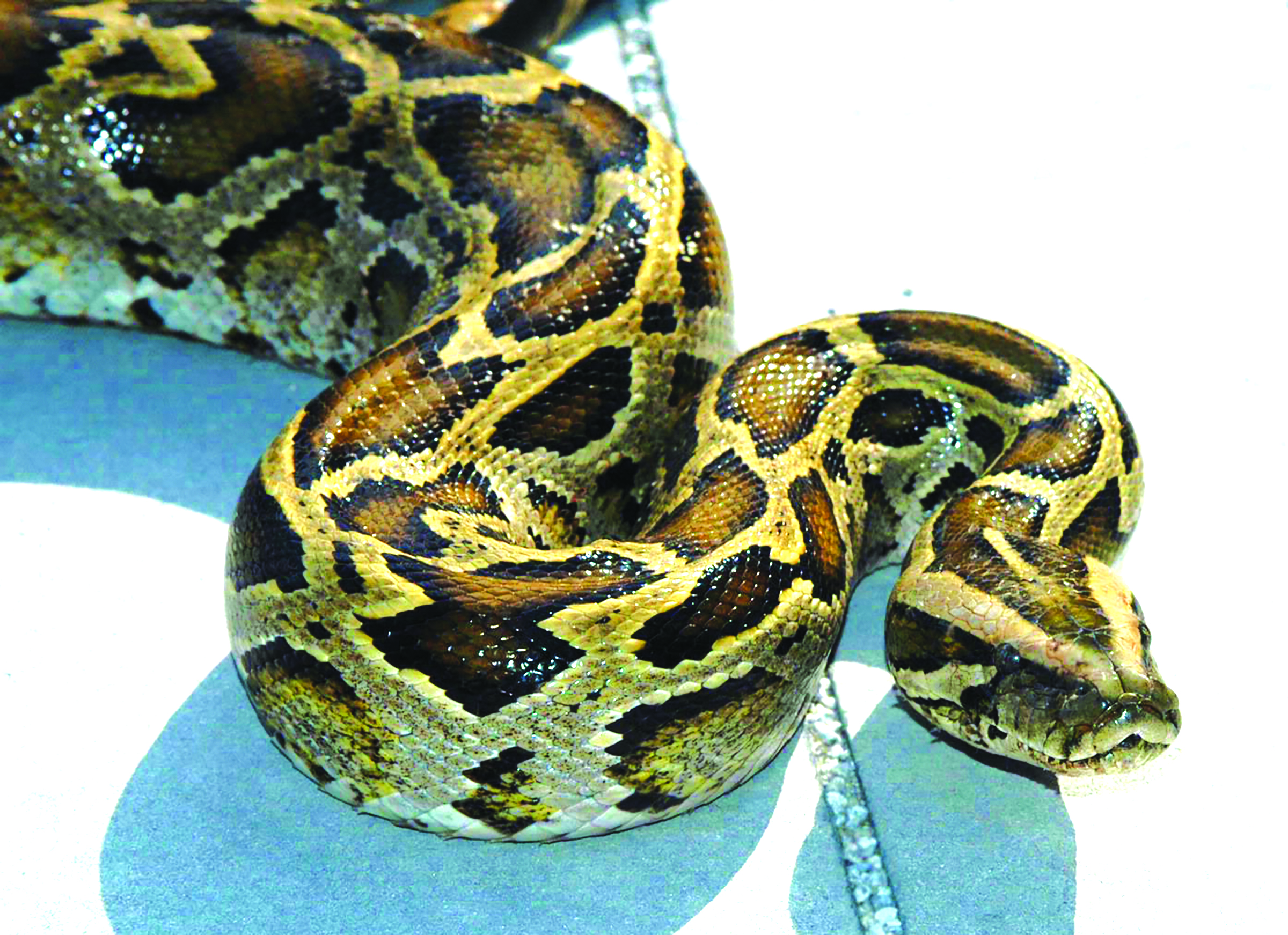Burmese Python