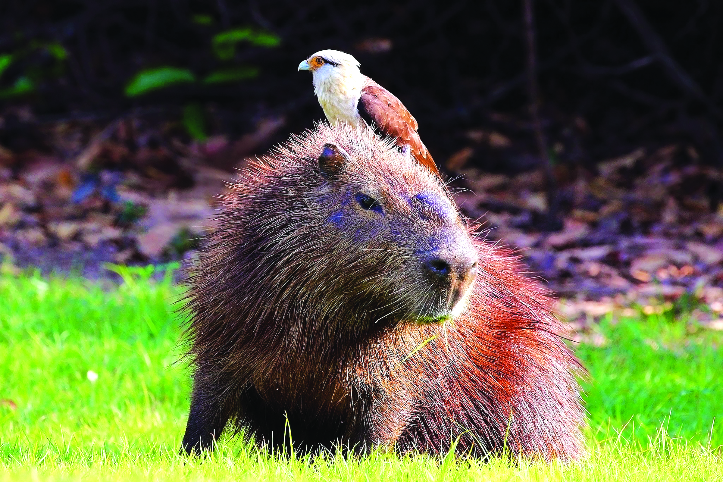 Capybara and his hawk friend