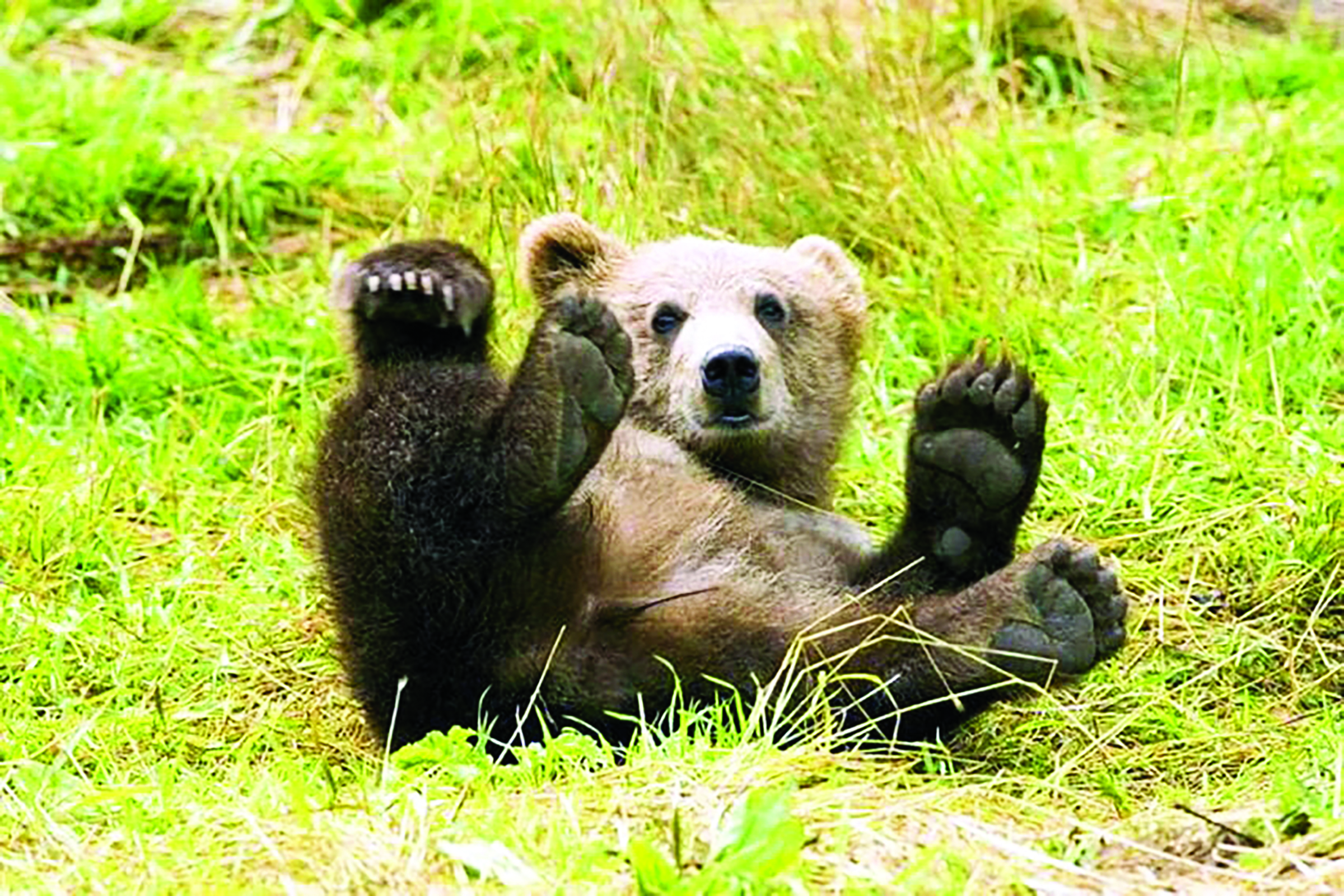 Grizzly