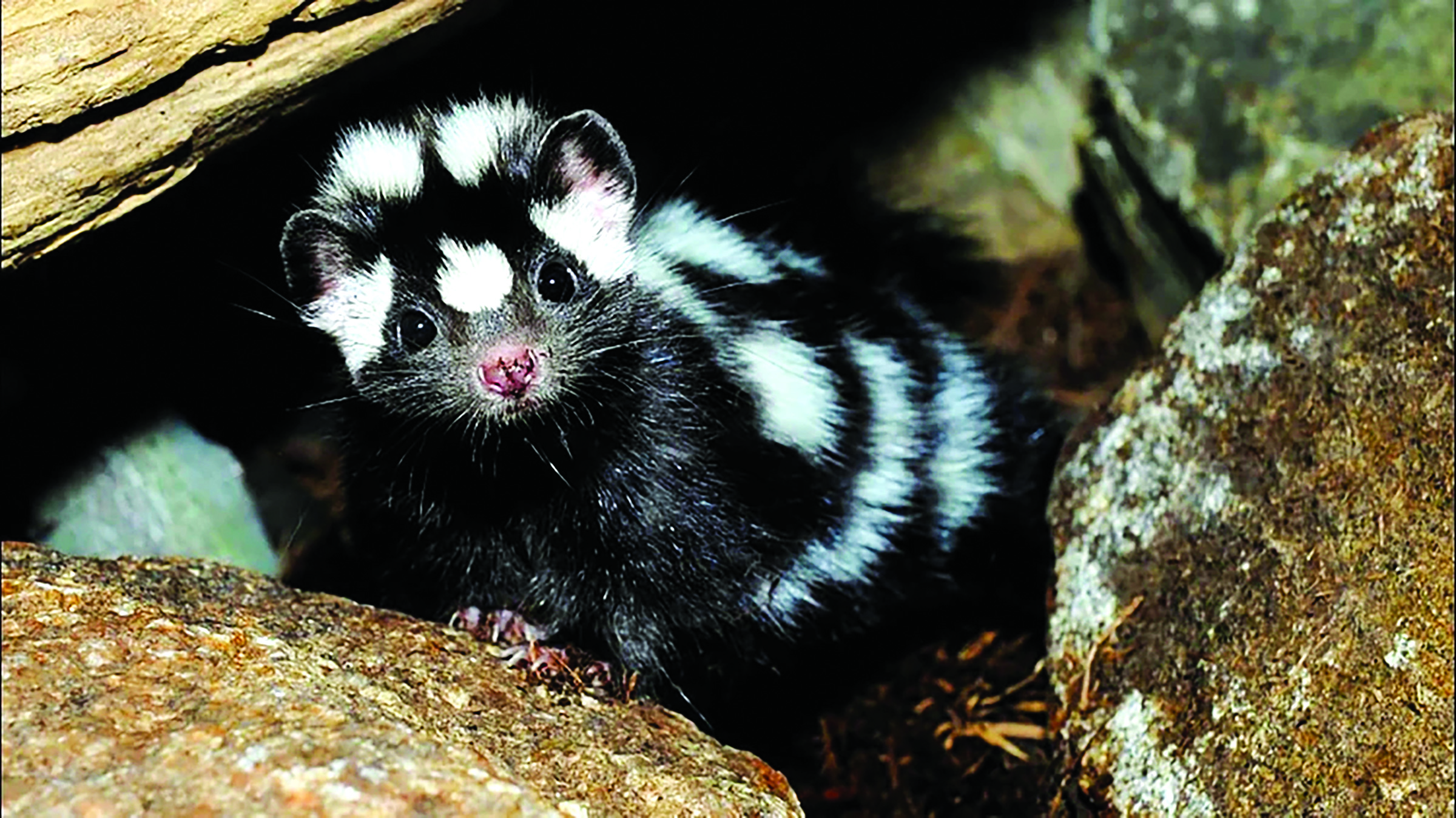 Spotted skunk