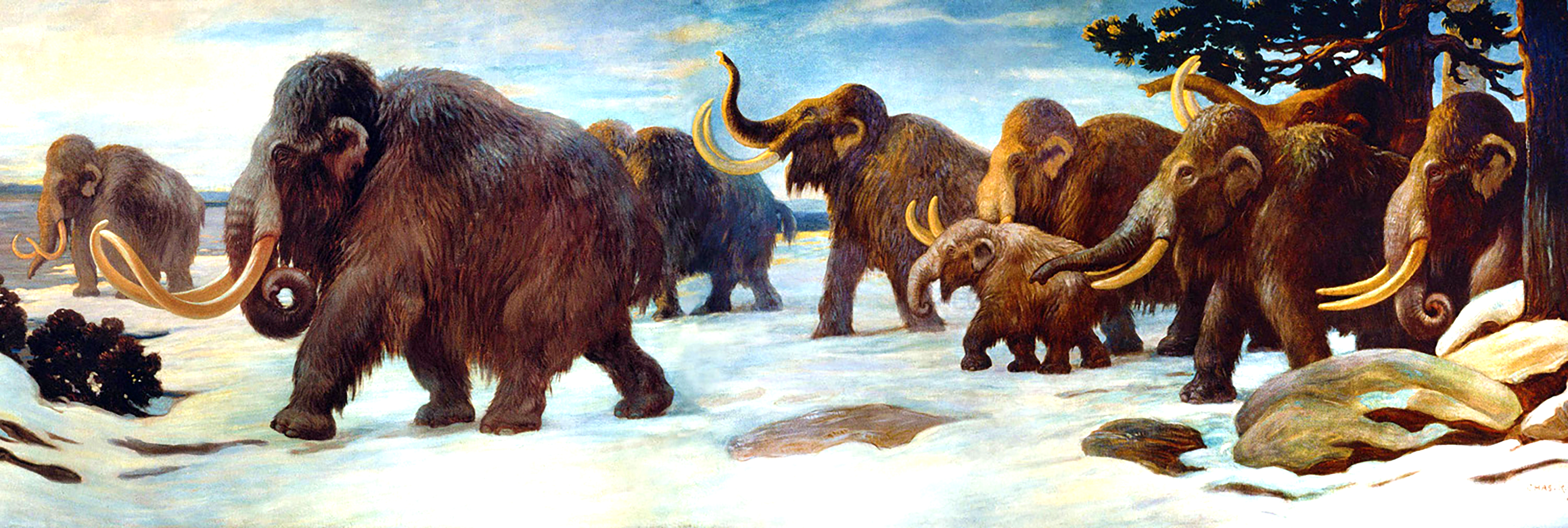Herd of Mammoths