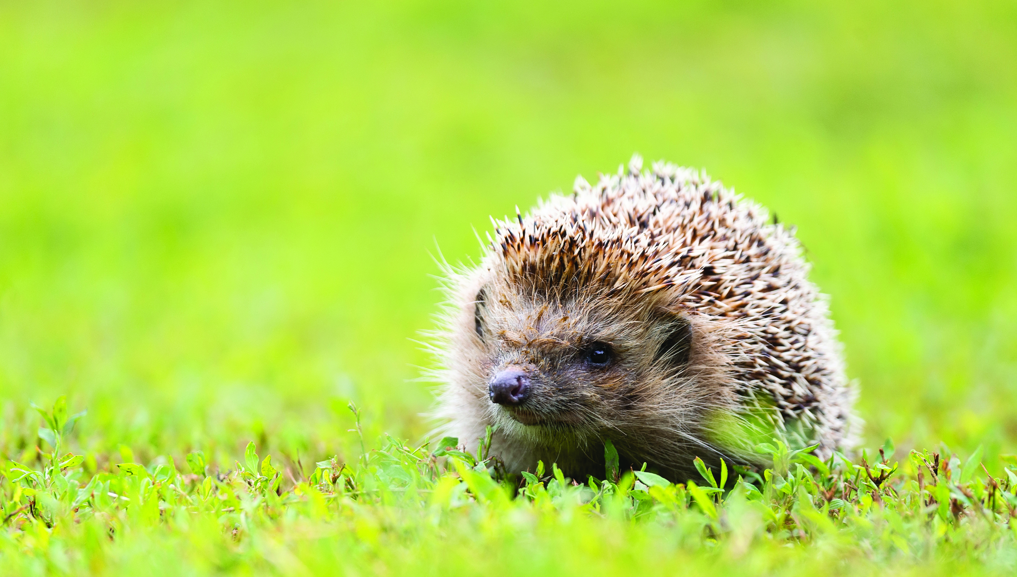 Hedgehogs