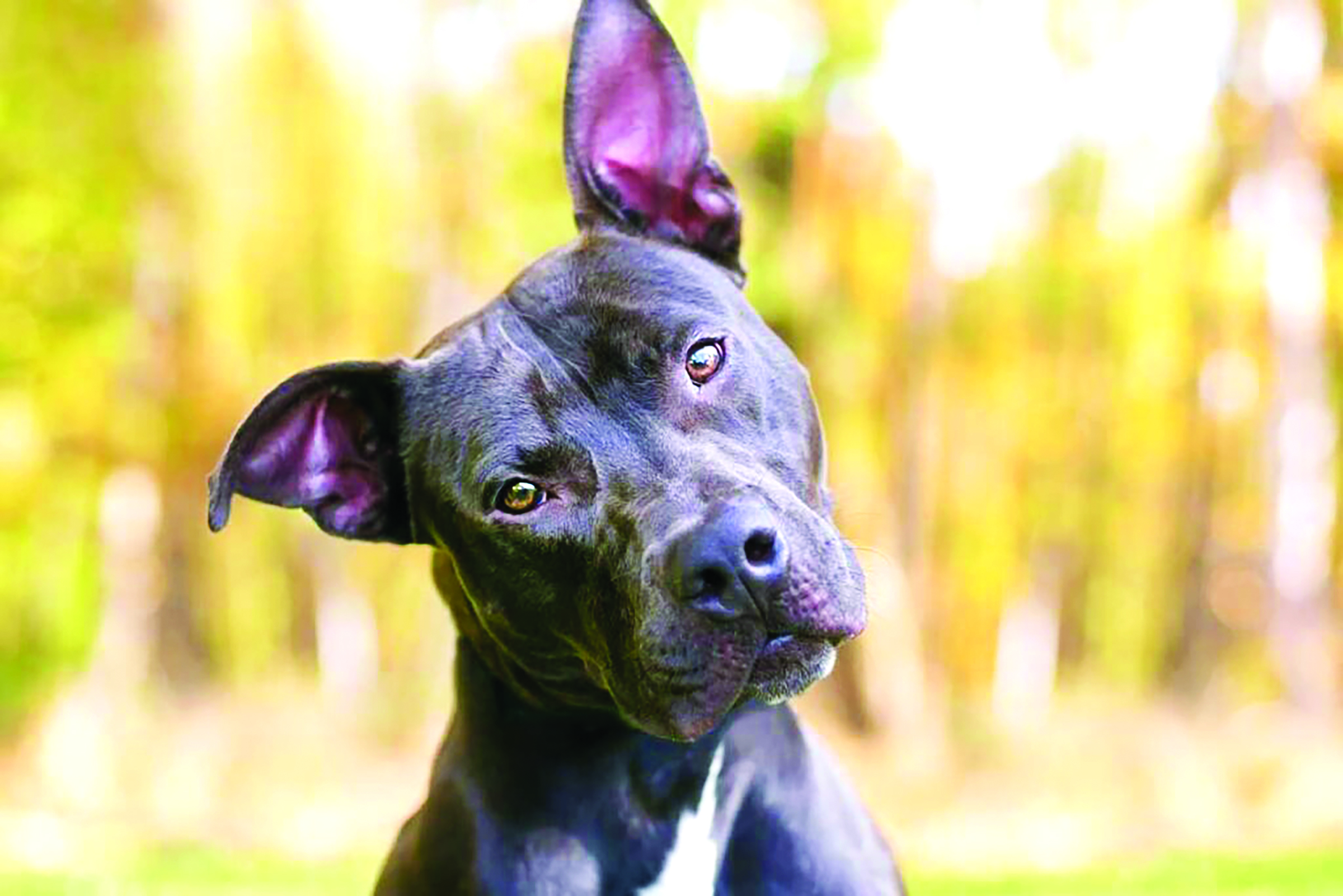 Dog Hearing
