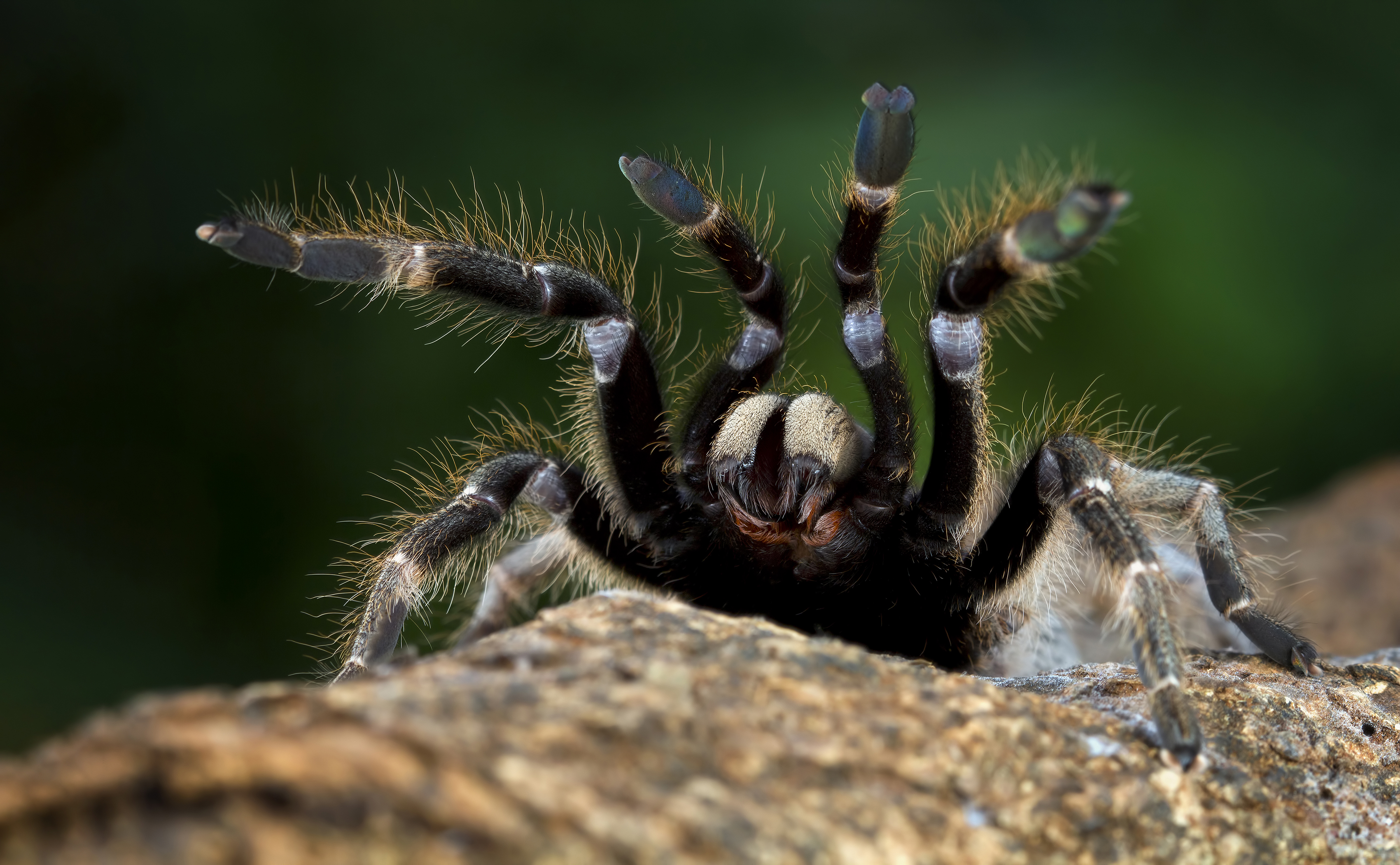 Tarantula