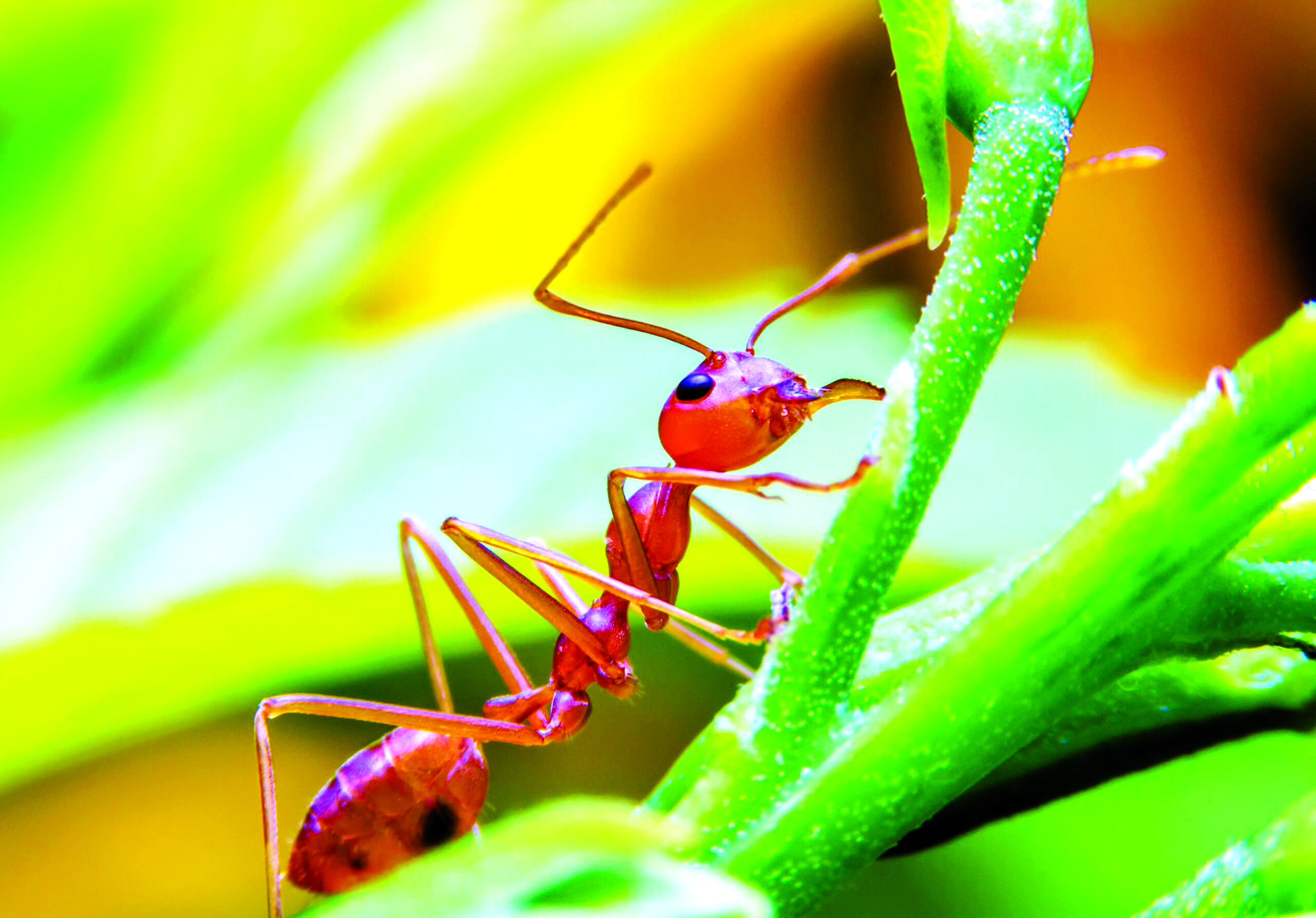 Fire Ant