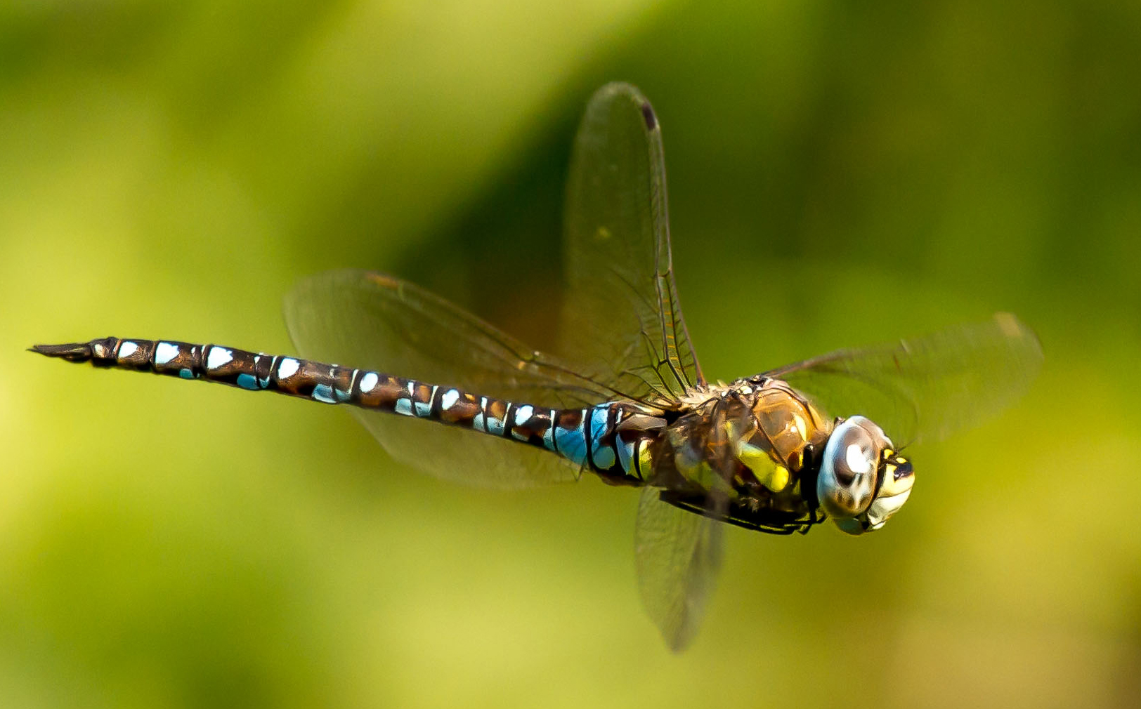 Hawker Dragonfly