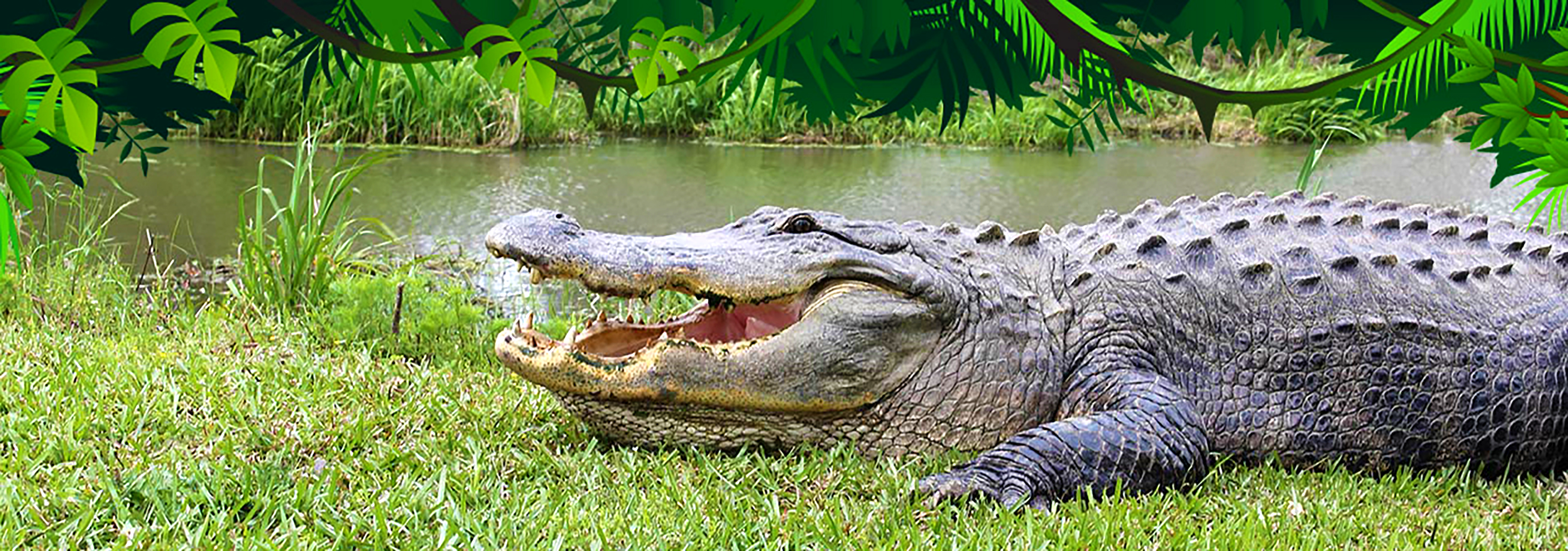 Crocodile