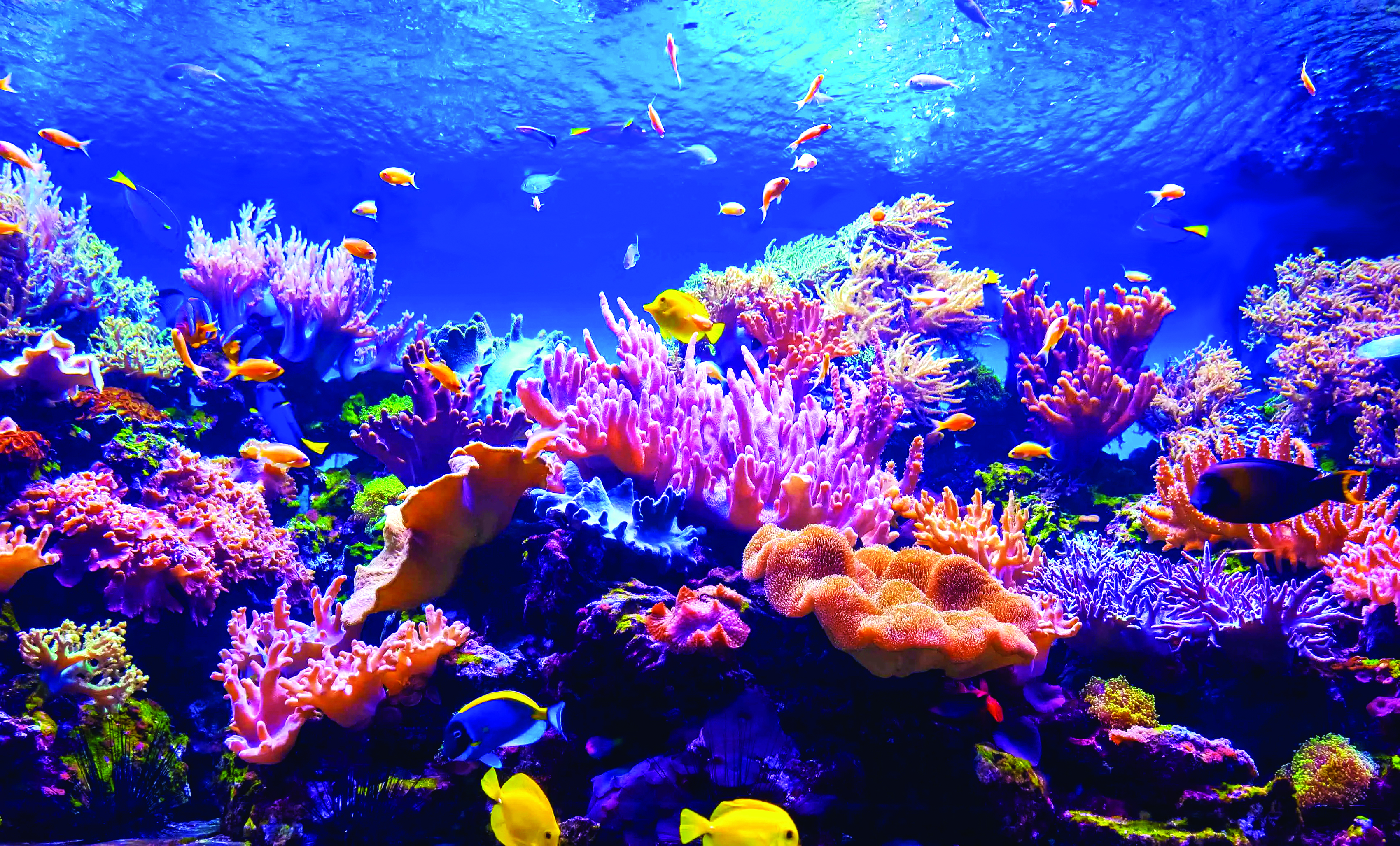 Coral reef