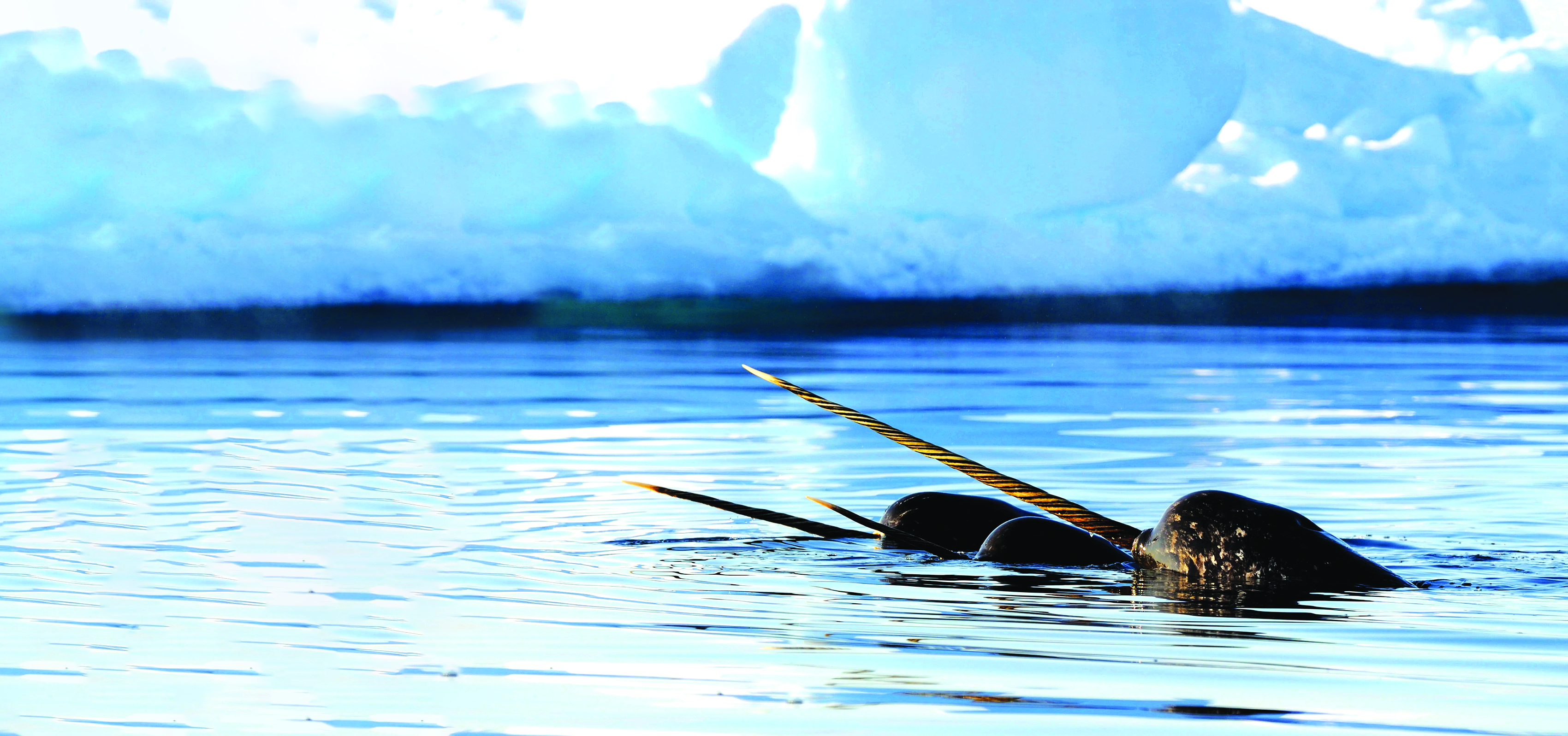 Narwals
