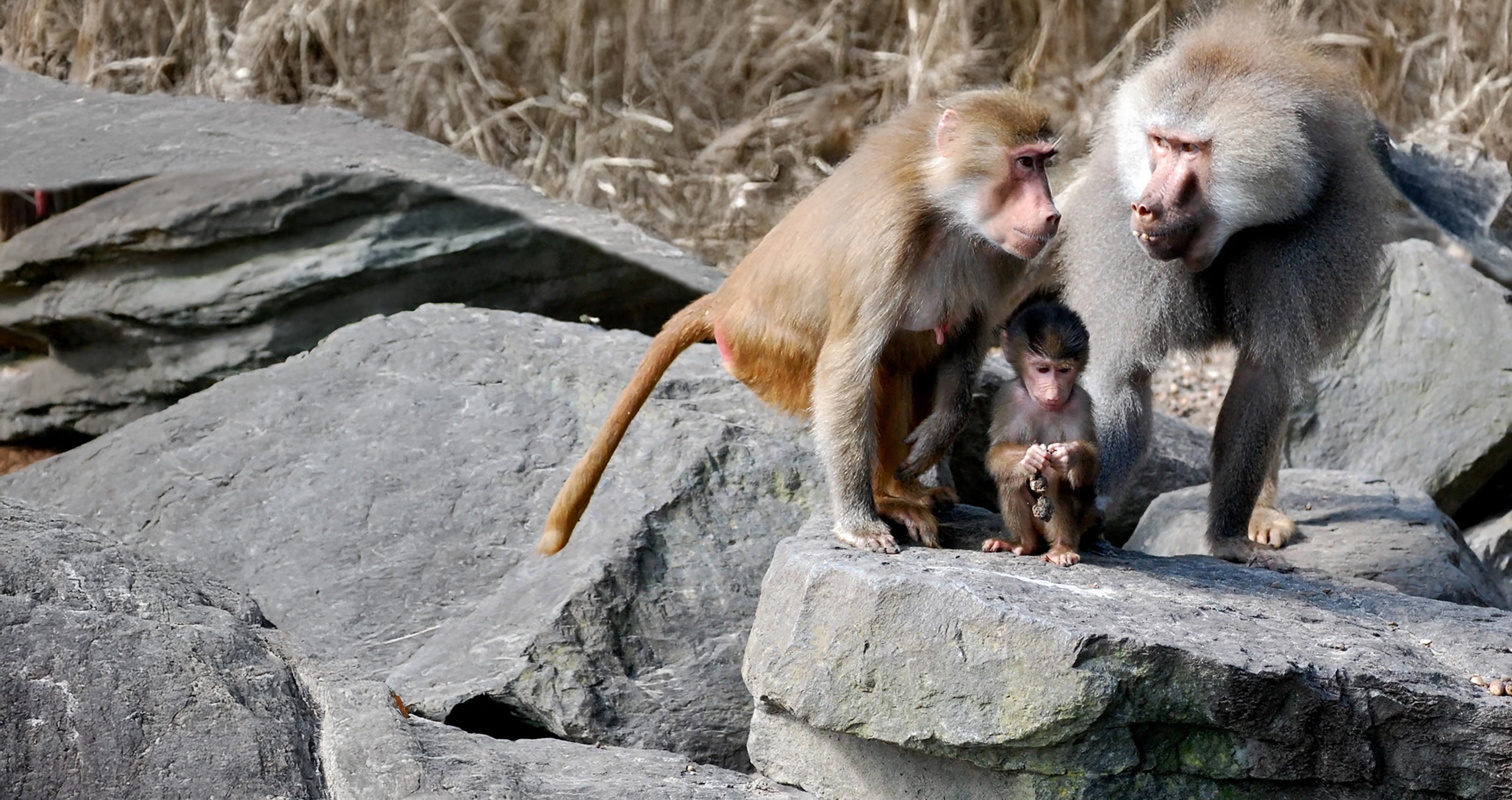 A Baboon family on the rocks