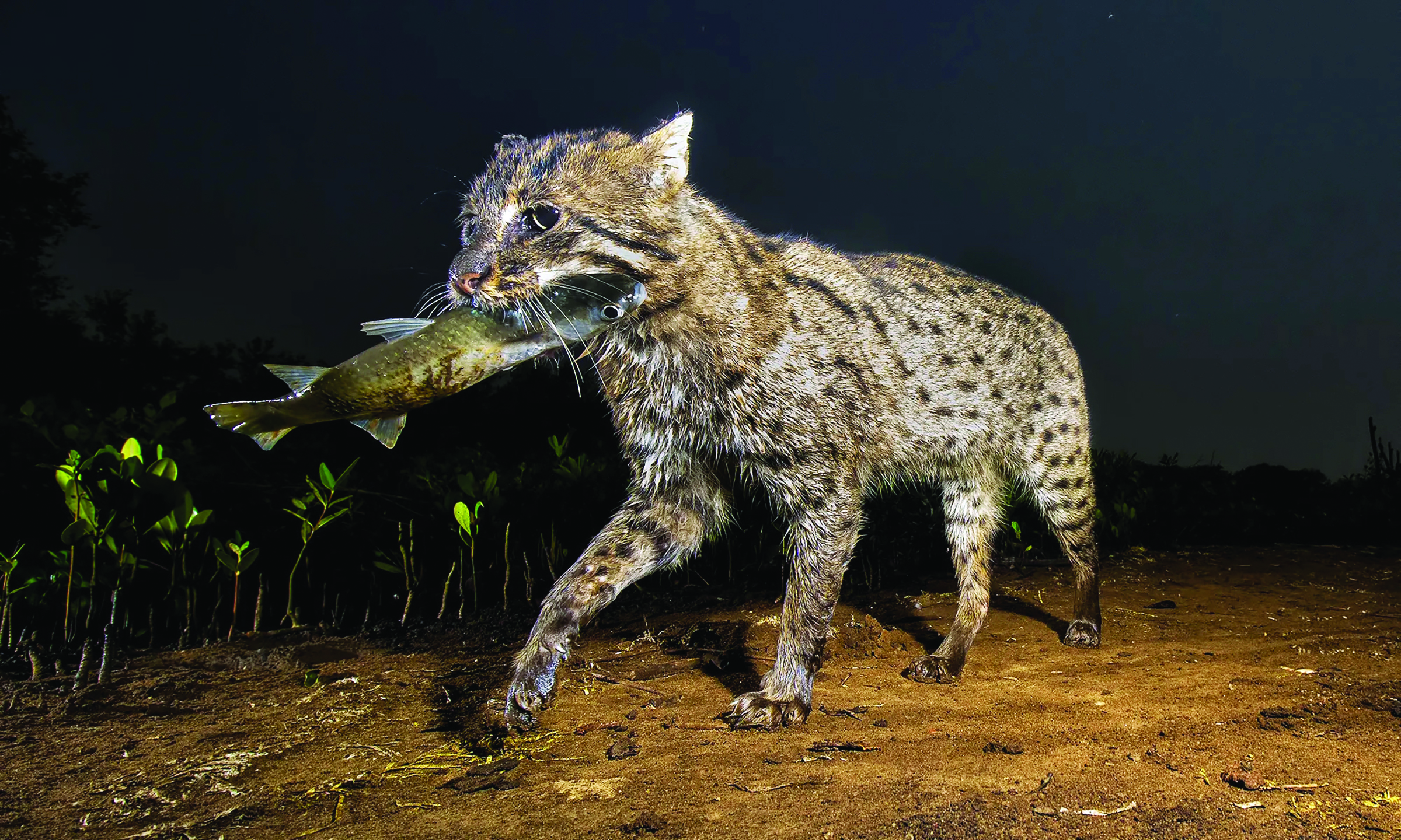 Fishing Cat with Fish