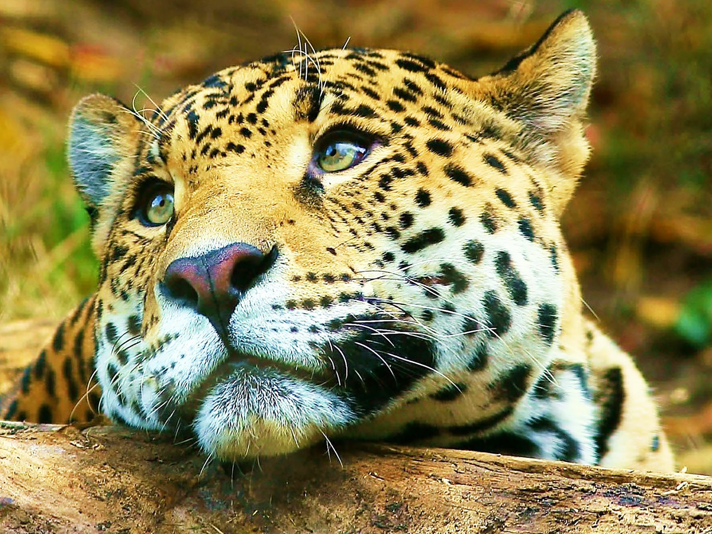 Jaguar