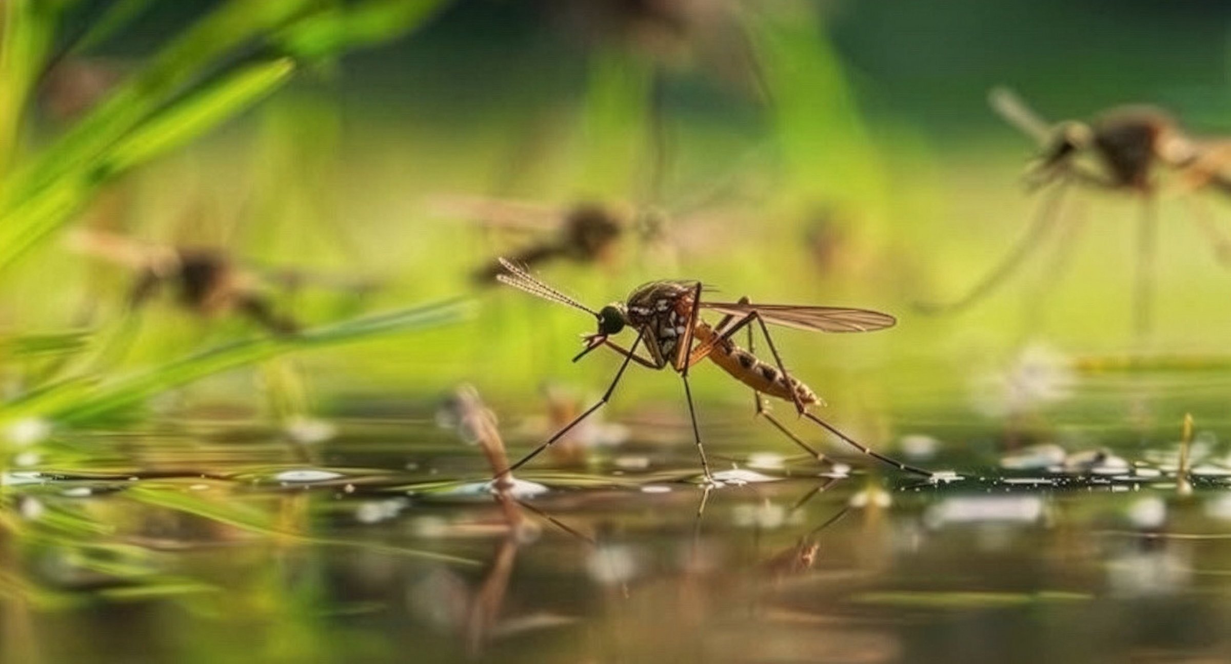 Mosquito on Water