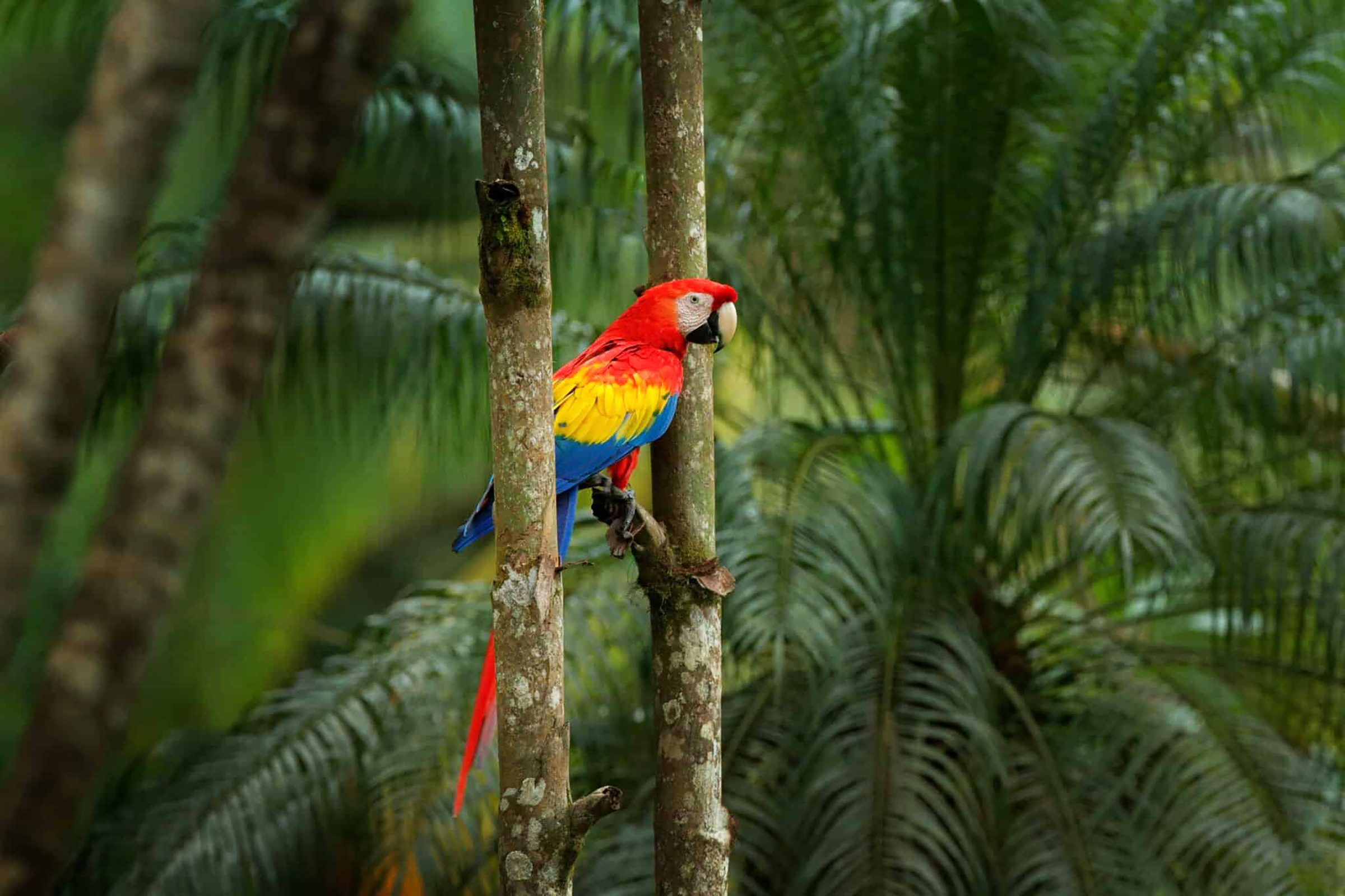 Parrot on tree
