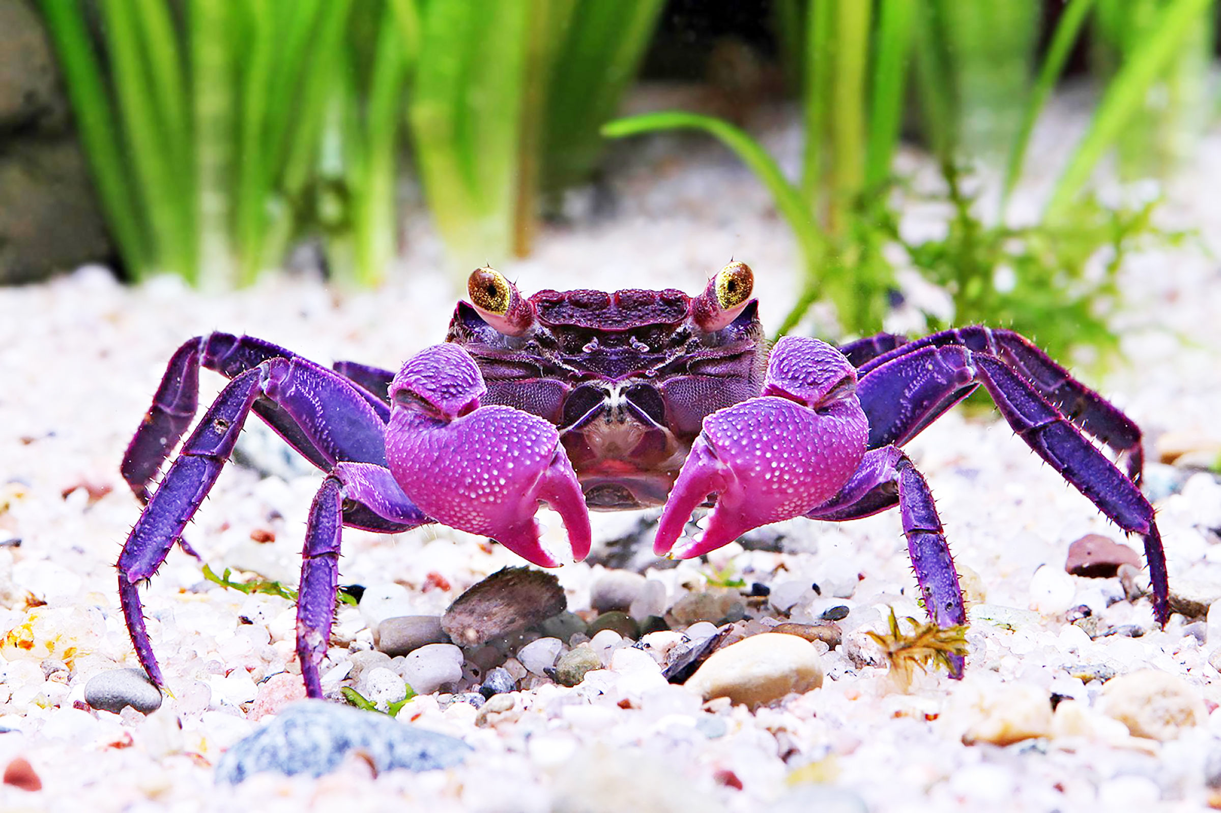 Purple Crab