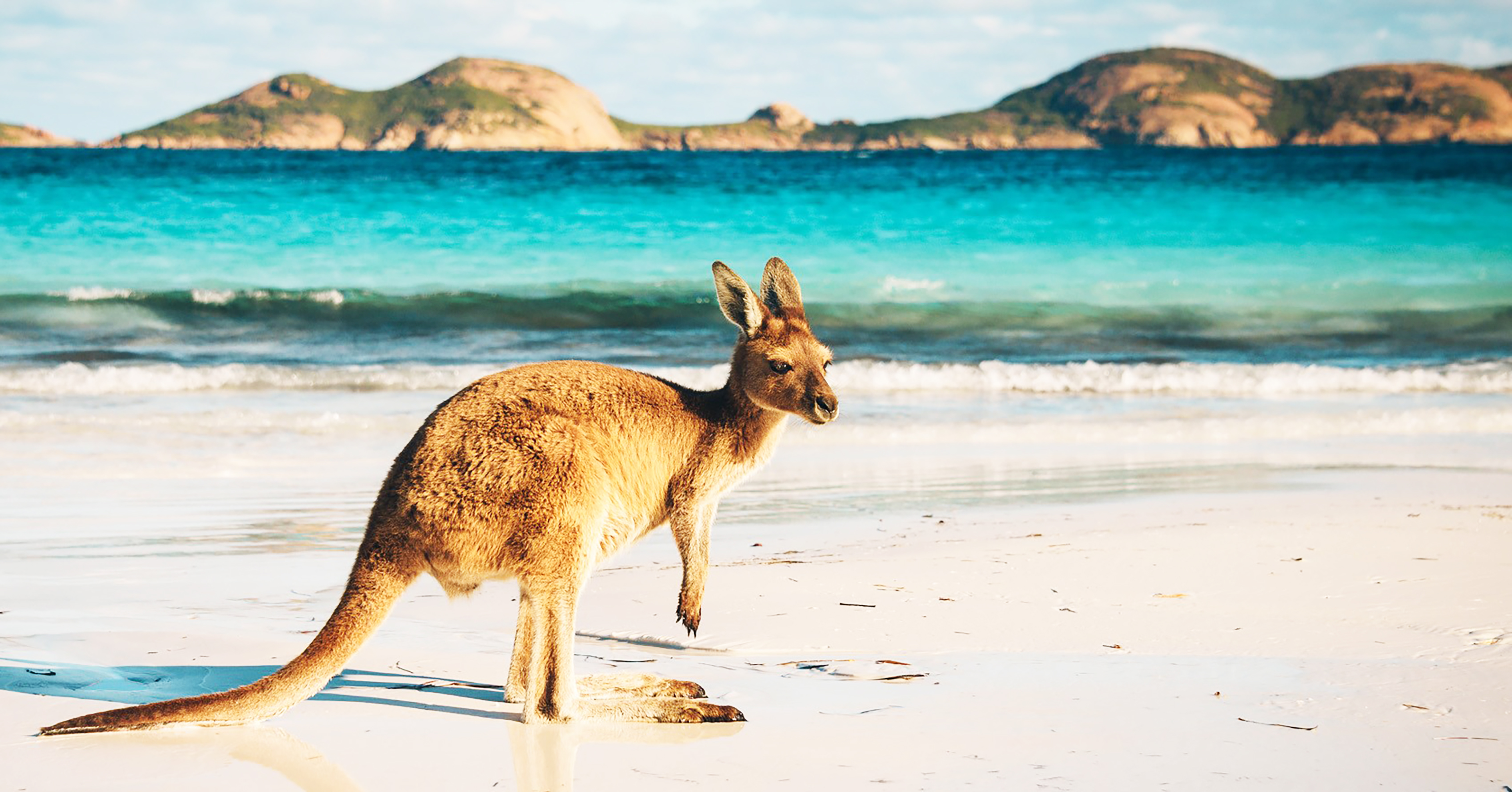 Kangaroo on the Beach
