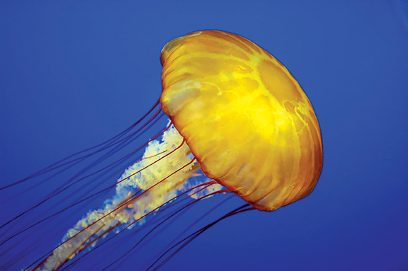 Jellyfish 1