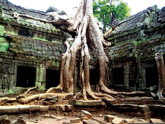 tree taking over ruins