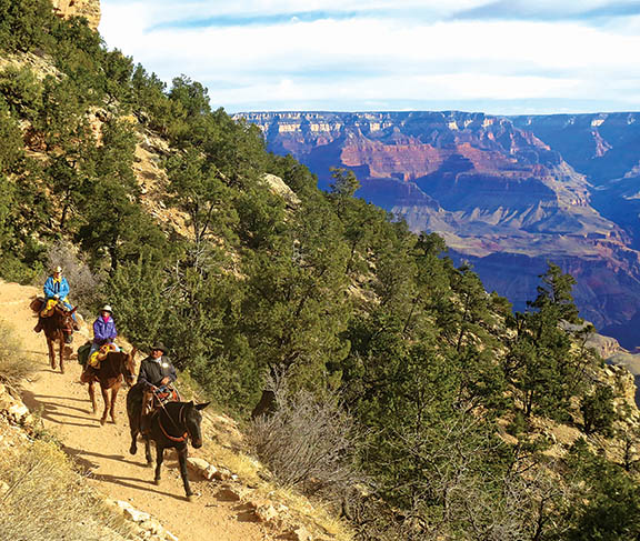 Mule Train