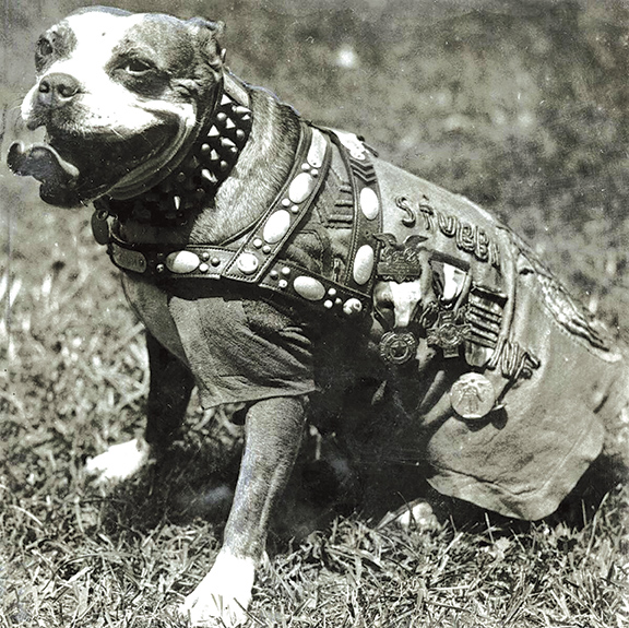 Sgt. Stubby