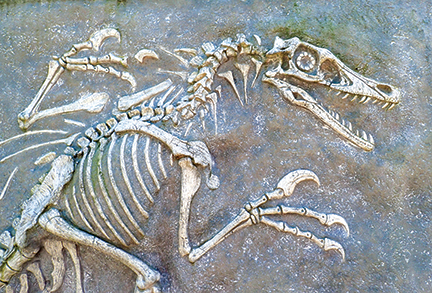 fossil