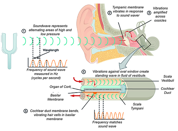 Ear Diagram