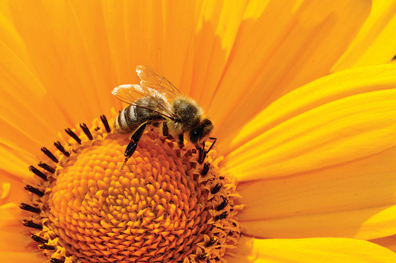 Honey Bee