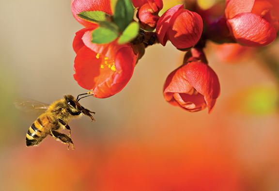Bee pollinating