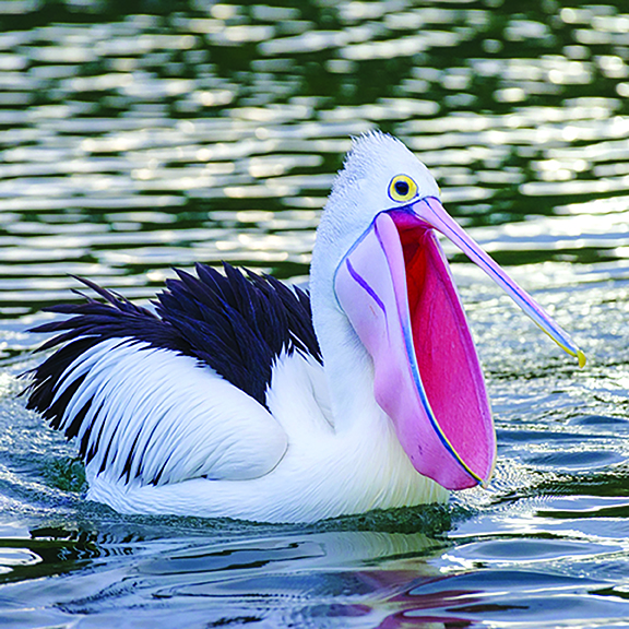 Pelican Pouch