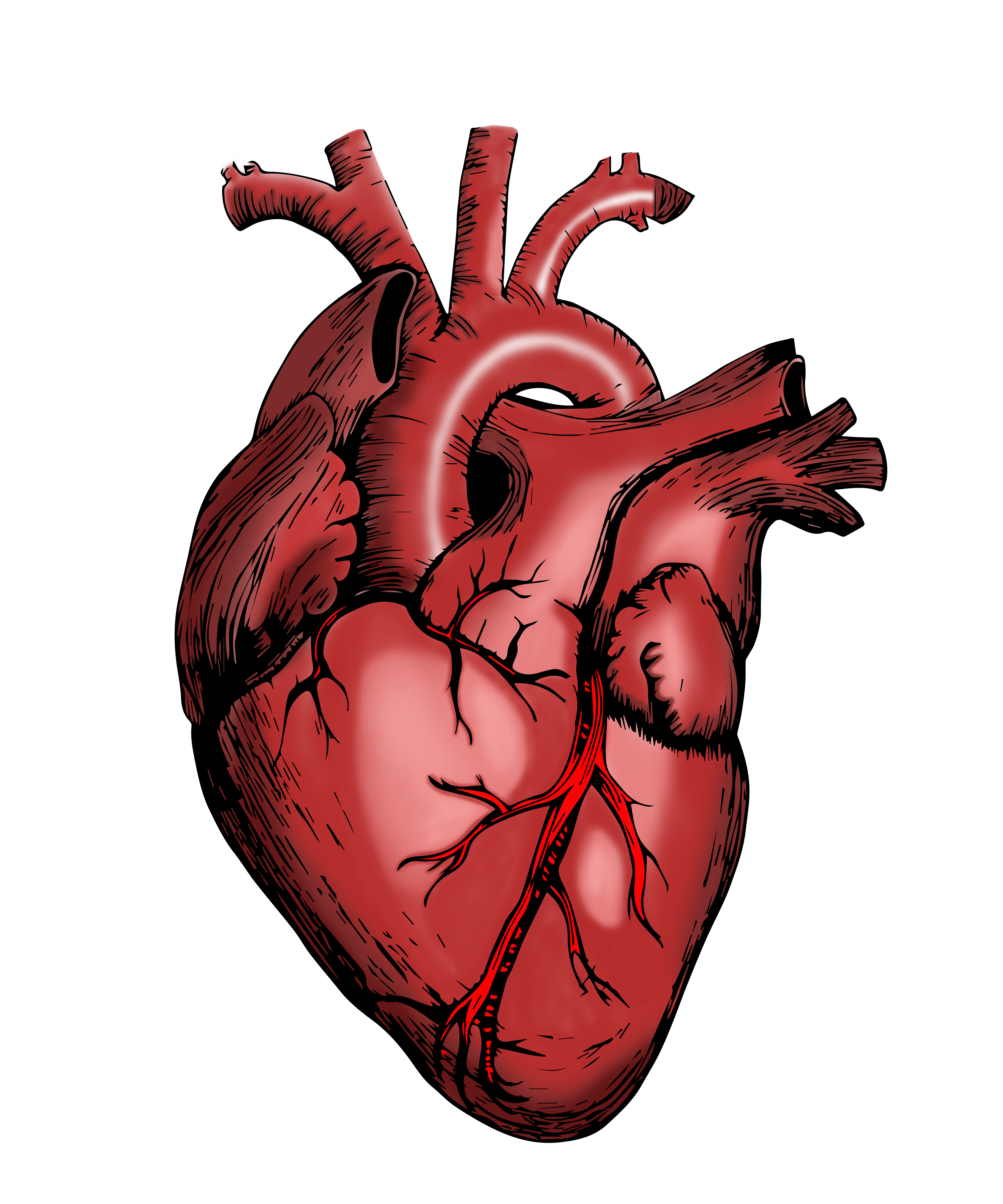 Найти живое сердце. Полулунный клапан сердца. Сердце анатомия.