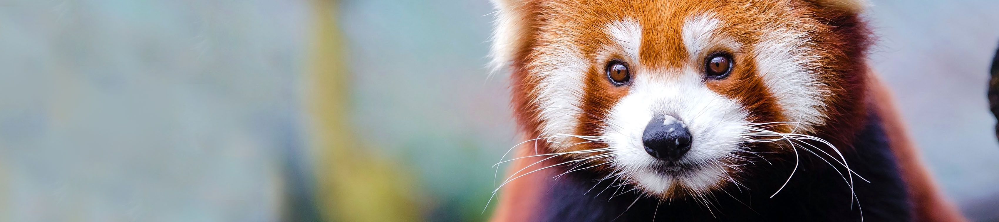 Red Panda