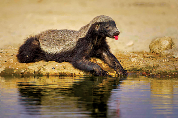 Honey Badger by a pond