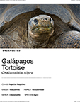 Galapagos Tortoise