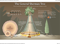 Gen Sherman