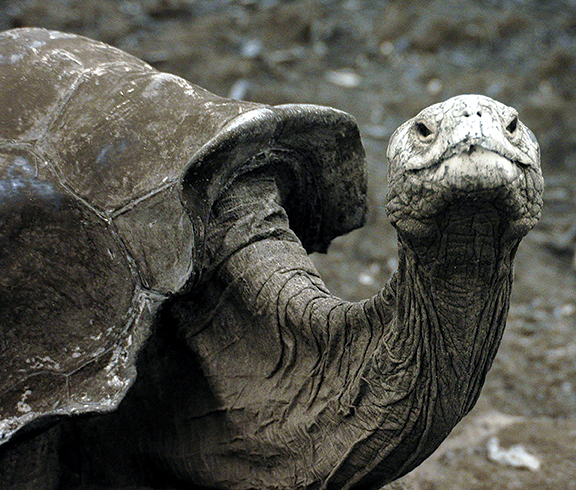 Galapagos Tortiose
