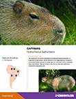 Capy Learning