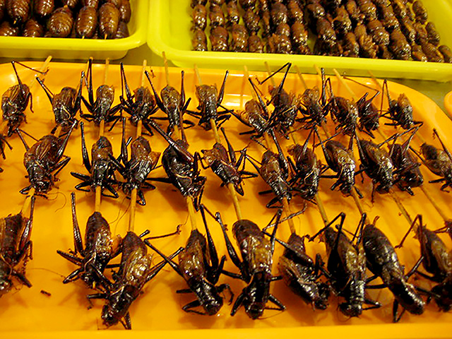 crickets on a stick