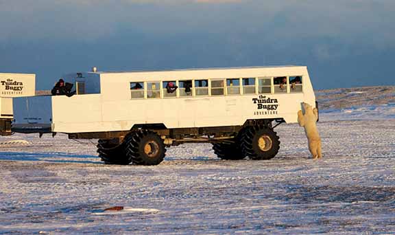 Tundra Buggy with polar bear