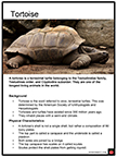 Tortoise