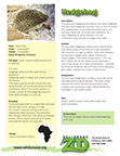 Hedgehog 2