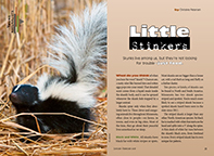 Little Stinkers Story