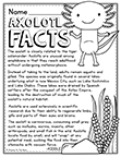Axolotl