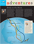 Migration Adventures