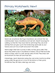 newt
