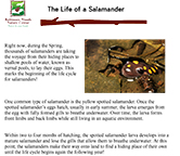Salamander 2