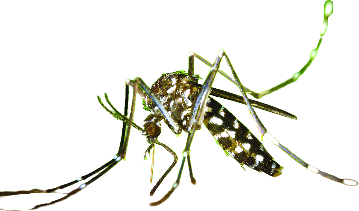 Mosquito