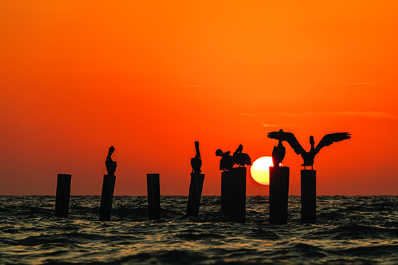 Pelicans Sunset